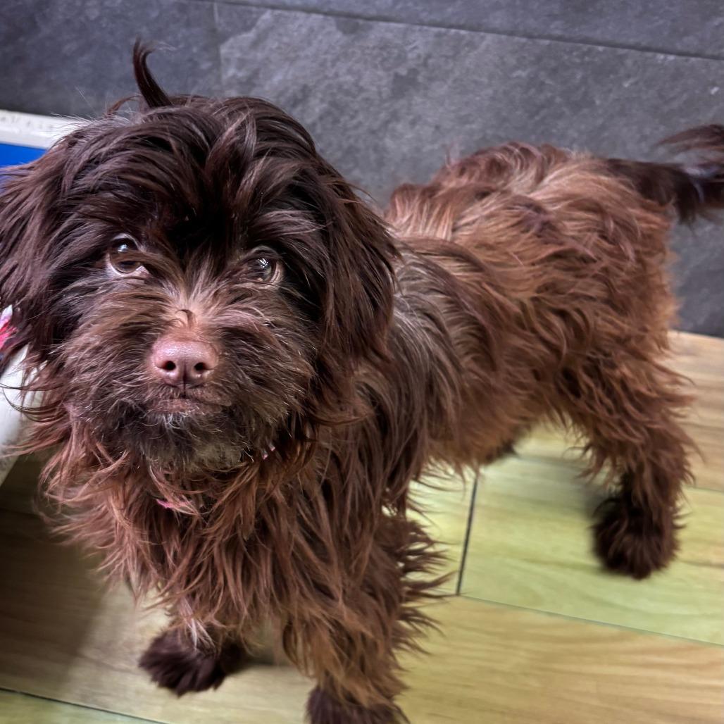 Blitzen, a Adoptable Mixed Breed in Philadelphia, PA image 2/3