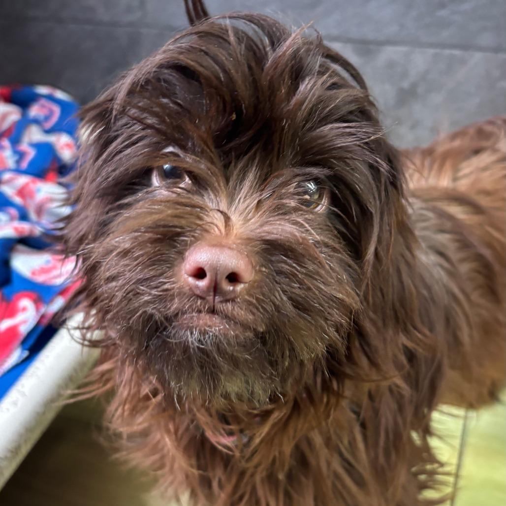 Blitzen, a Adoptable Mixed Breed in Philadelphia, PA image 3/3