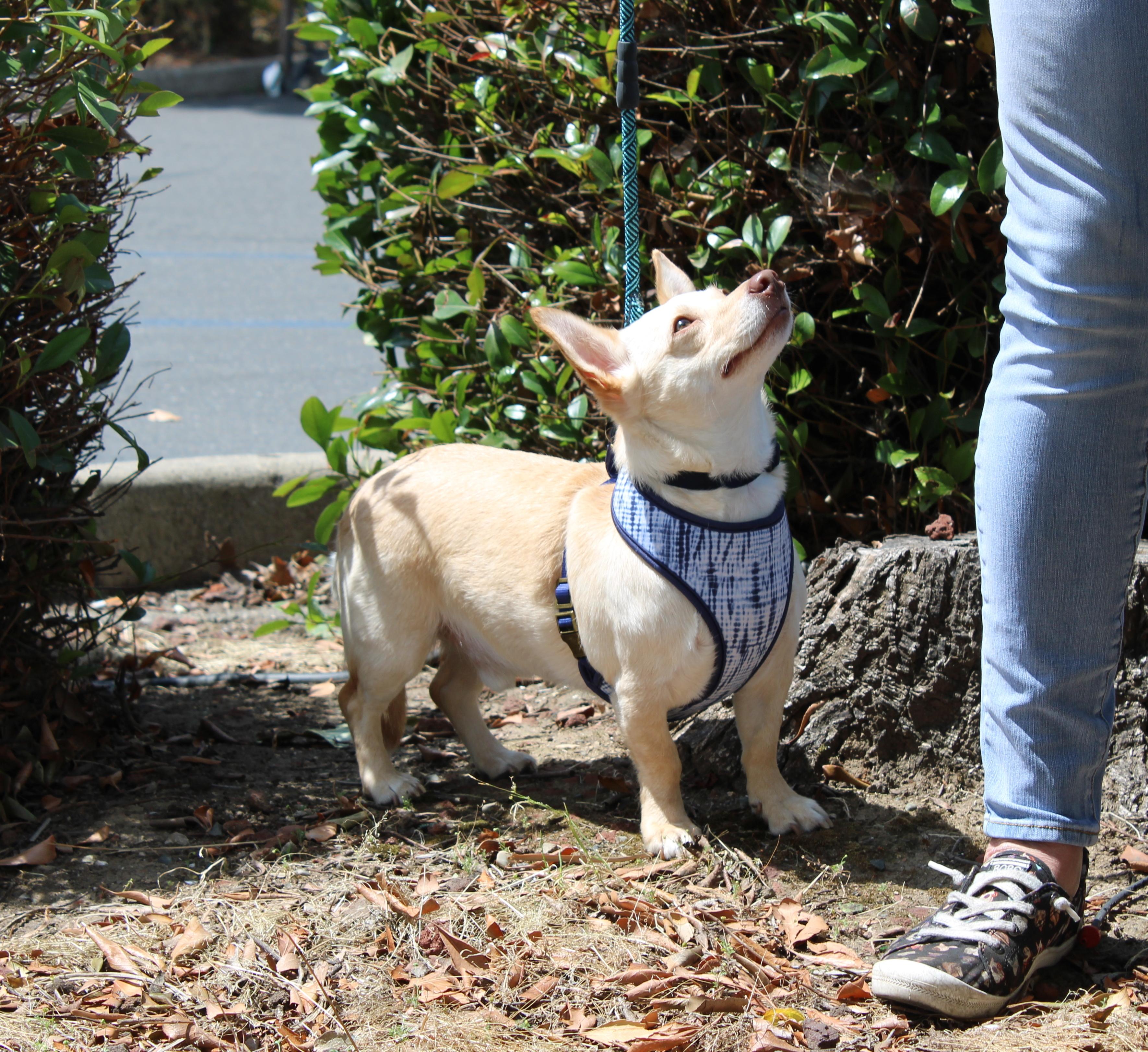 Enlarge Charlie, a ADOPTABLE mixed breed in Yuba City, CA image 2/2