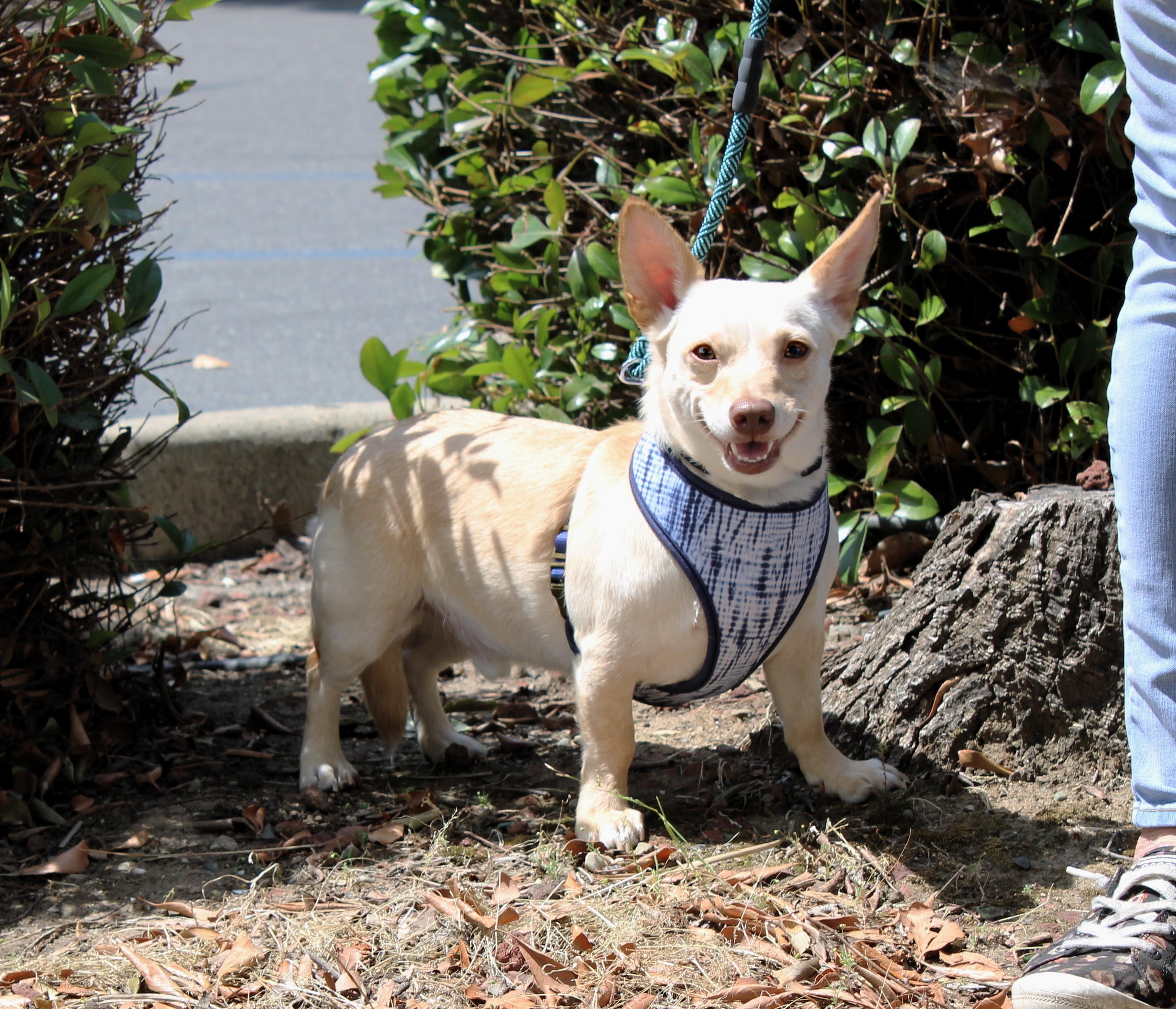 Charlie, ADOPTABLE, Adult Male Chihuahua & Dachshund.
