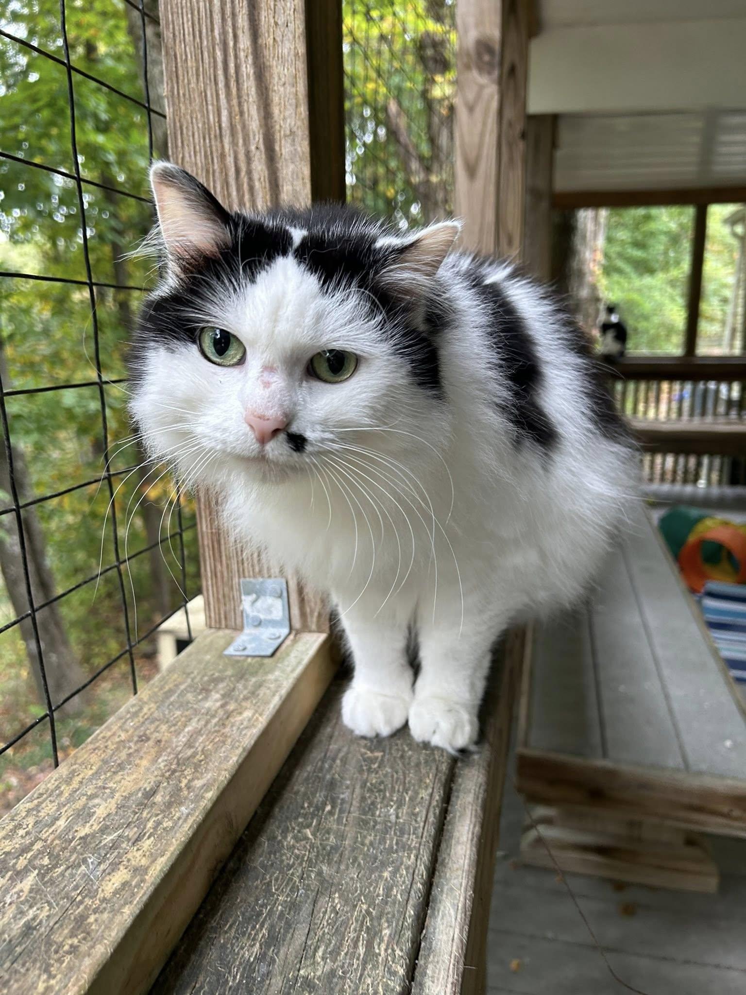 Annie, a Adoptable Domestic Long Hair in Dellslow, WV image 1/4