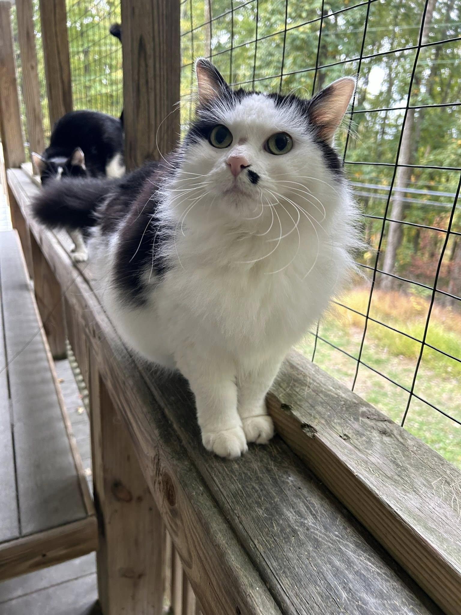 Annie, Adoptable, Adult Female Domestic Long Hair.