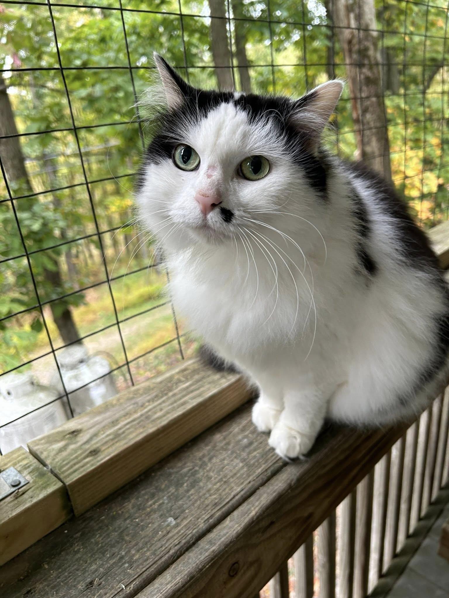 Annie, a Adoptable Domestic Long Hair in Dellslow, WV image 4/4