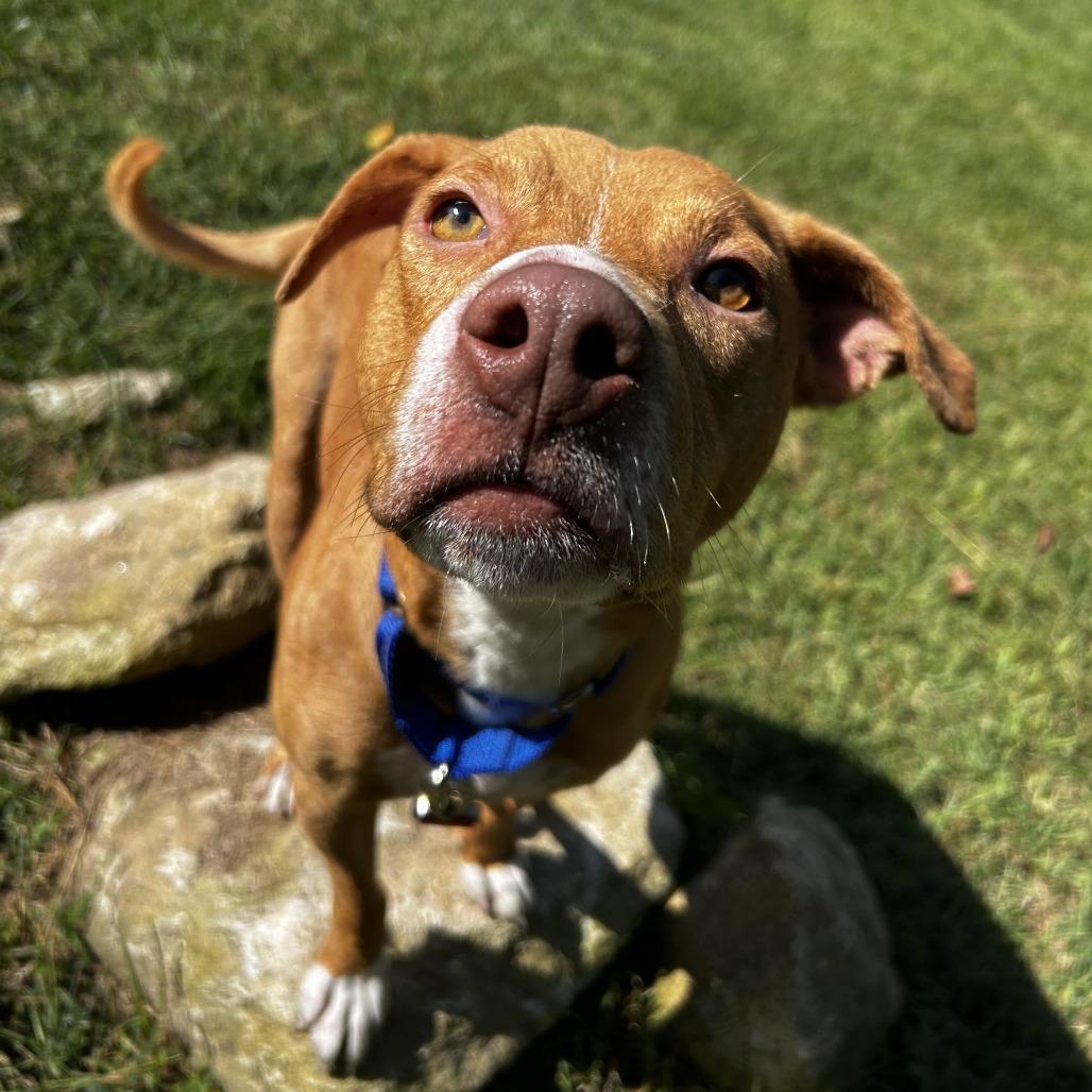 Coby, Adoptable, Adult Male Mixed Breed.