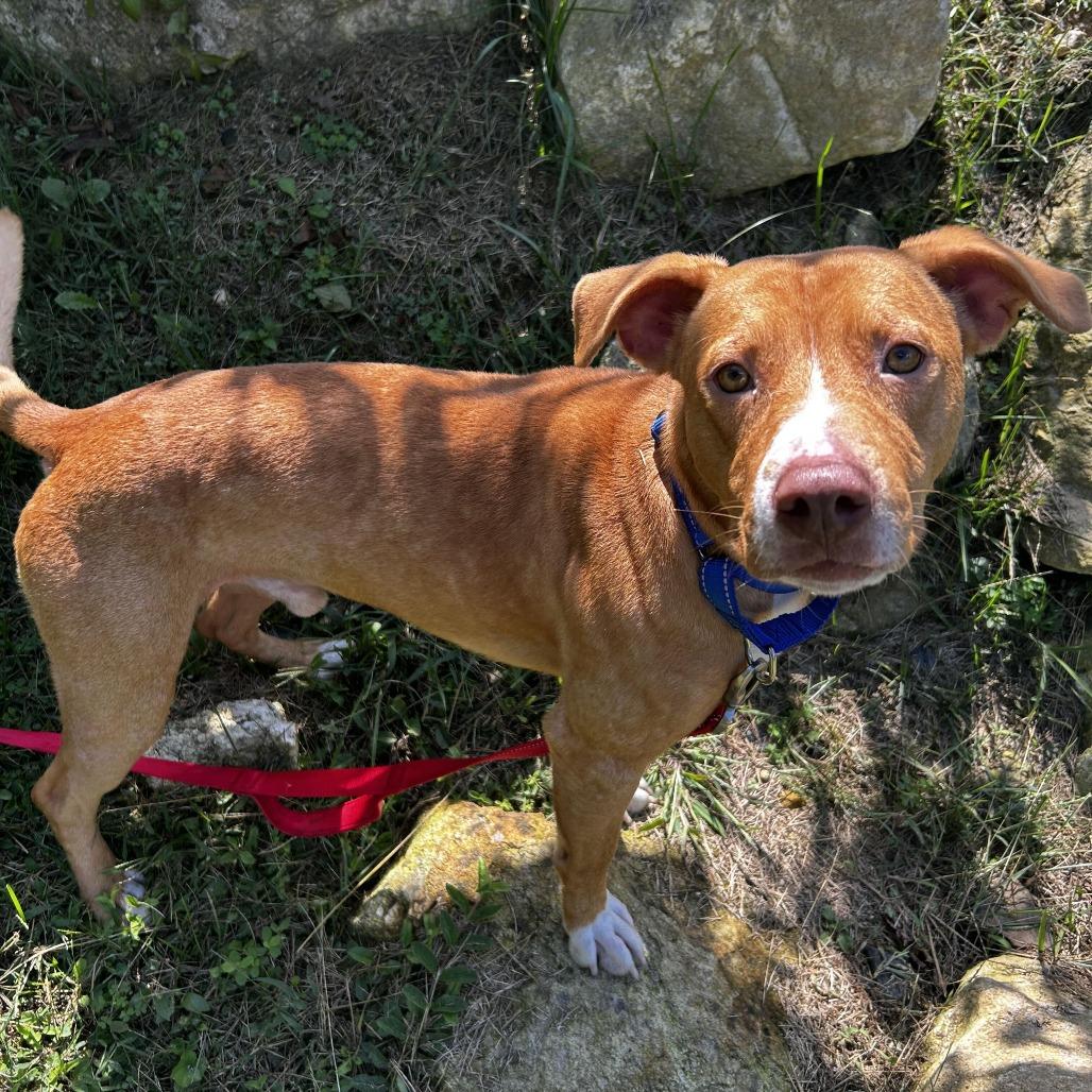 Enlarge Coby, a Adoptable Mixed Breed in Spruce Pine, NC image 2/3