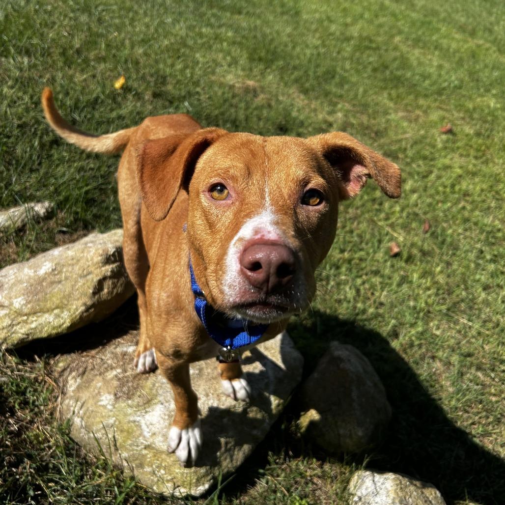Enlarge Coby, a Adoptable Mixed Breed in Spruce Pine, NC image 3/3