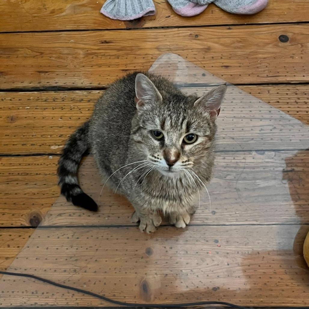 Enlarge Frankie, a Adoptable Domestic Short Hair in Philadelphia, PA image 1/4