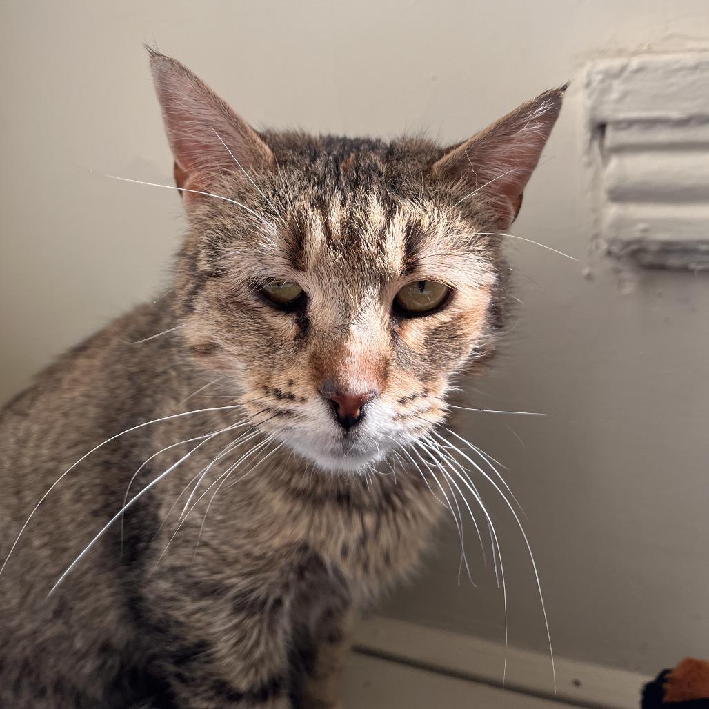 Enlarge Frankie, a Adoptable Domestic Short Hair in Philadelphia, PA image 2/4