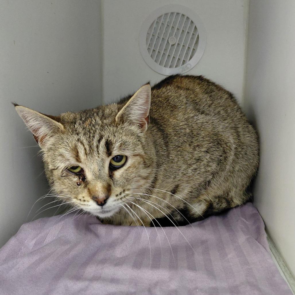 Enlarge Frankie, a Adoptable Domestic Short Hair in Philadelphia, PA image 1/1