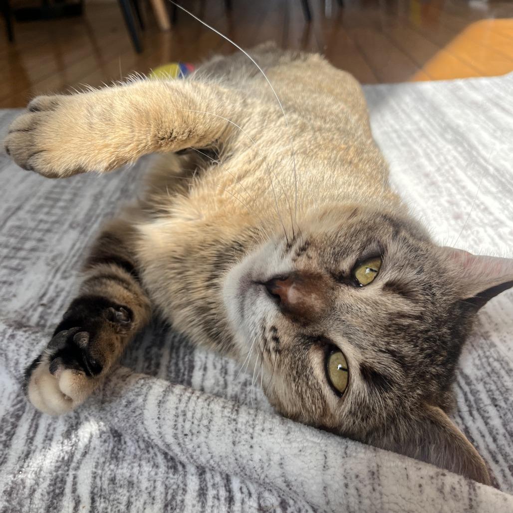 Enlarge Frankie, a Adoptable Domestic Short Hair in Philadelphia, PA image 3/4