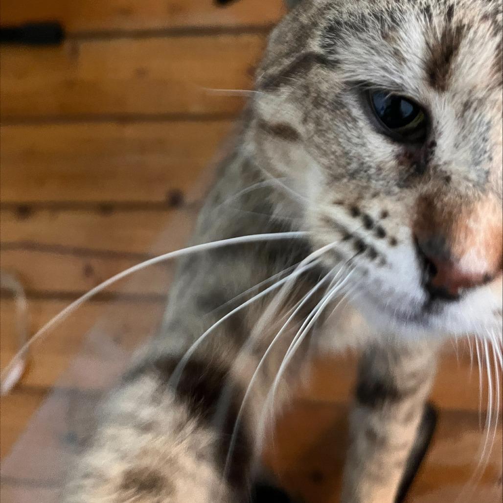 Enlarge Frankie, a Adoptable Domestic Short Hair in Philadelphia, PA image 4/4