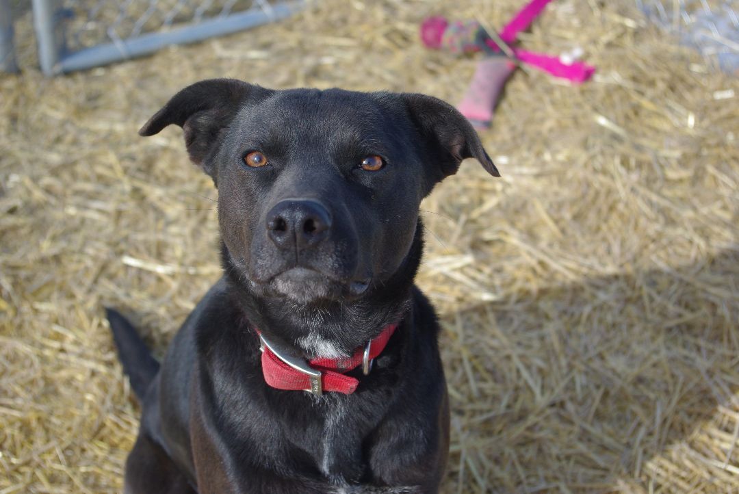 Heidi, Adoptable, Adult Female Black Labrador Retriever.