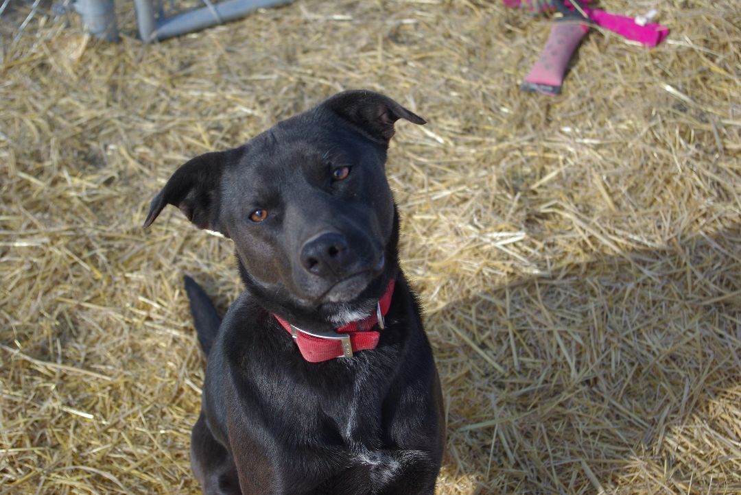 Enlarge Heidi, a Adoptable mixed breed in Baker City, OR image 4/4