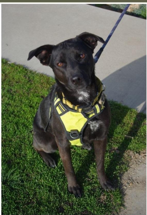 Enlarge Heidi, a Adoptable mixed breed in Baker City, OR image 1/4