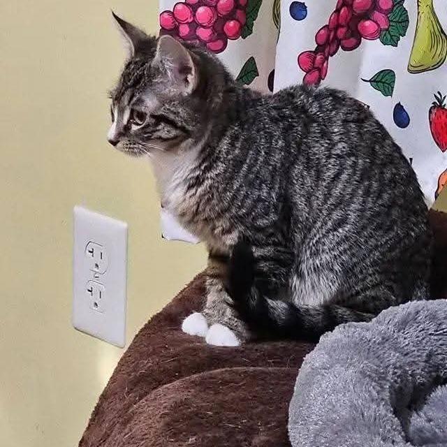 Clove, Adoptable, Young Female Domestic Short Hair.