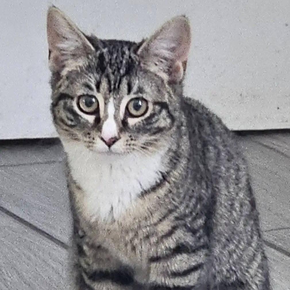 Enlarge Clove, a Adoptable Domestic Short Hair in Winchester, VA image 3/6