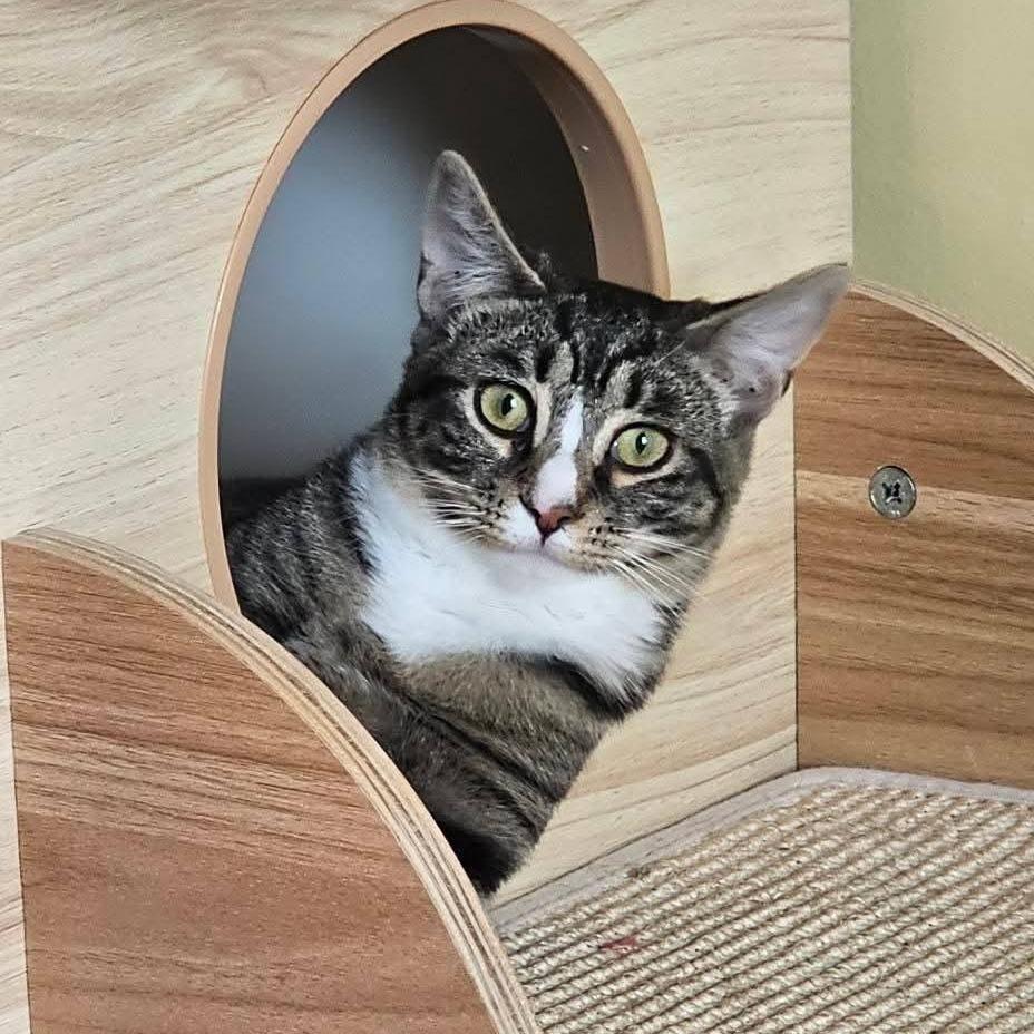 Enlarge Clove, a Adoptable Domestic Short Hair in Winchester, VA image 4/6