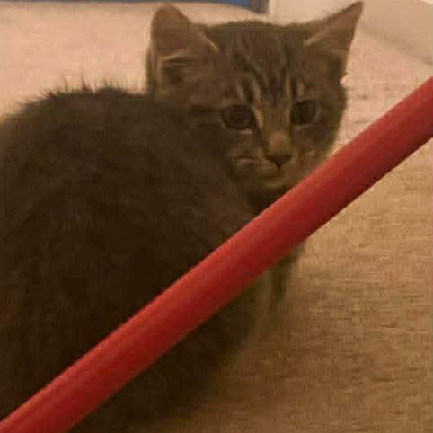 Enlarge Clove, a Adoptable Domestic Short Hair in Winchester, VA image 5/6