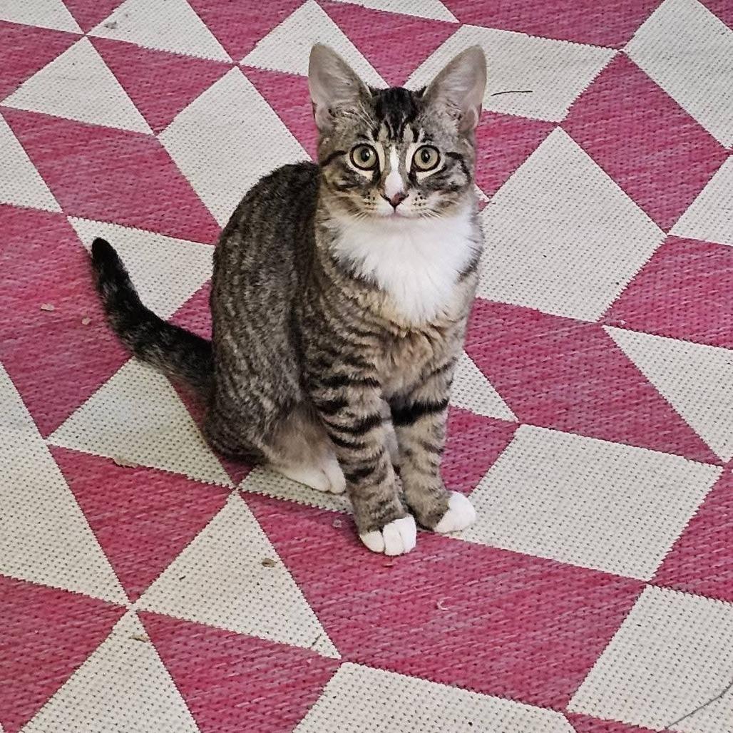 Enlarge Clove, a Adoptable Domestic Short Hair in Winchester, VA image 6/6