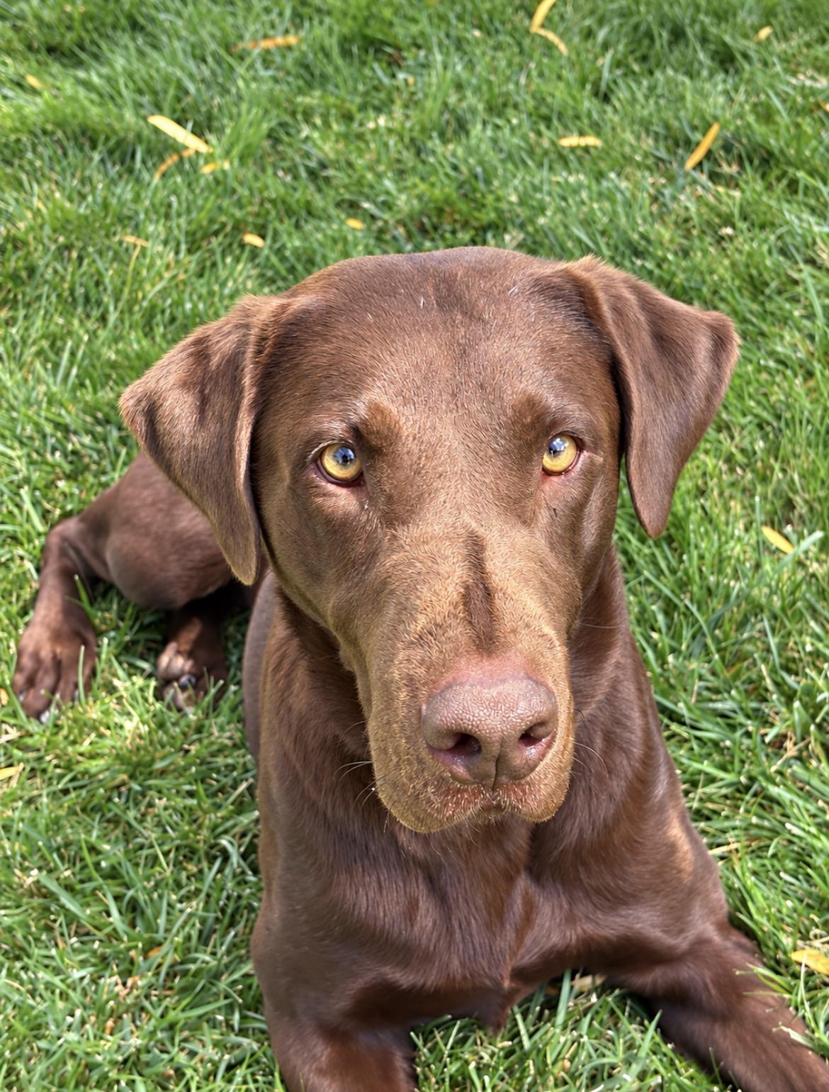 Enlarge ZEUS THE HAPPIEST LAB, a Adoptable Chocolate Labrador Retriever in woodland, CA image 4/4