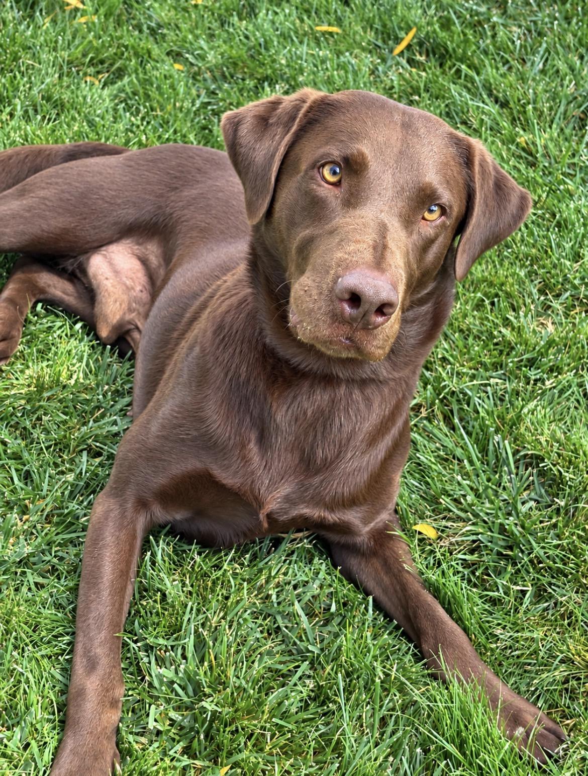 Enlarge ZEUS THE HAPPIEST LAB, a Adoptable Chocolate Labrador Retriever in woodland, CA image 3/4