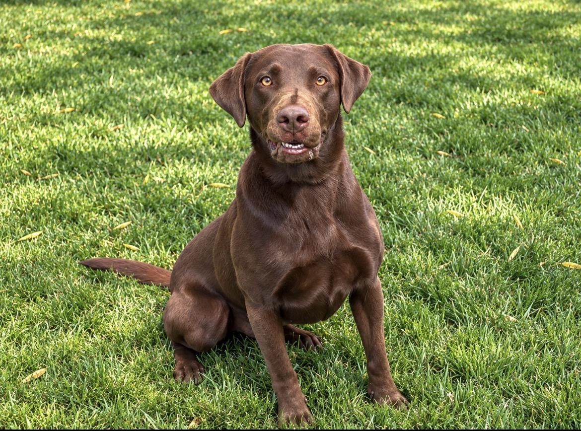 Enlarge ZEUS THE HAPPIEST LAB, a Adoptable Chocolate Labrador Retriever in woodland, CA image 2/4