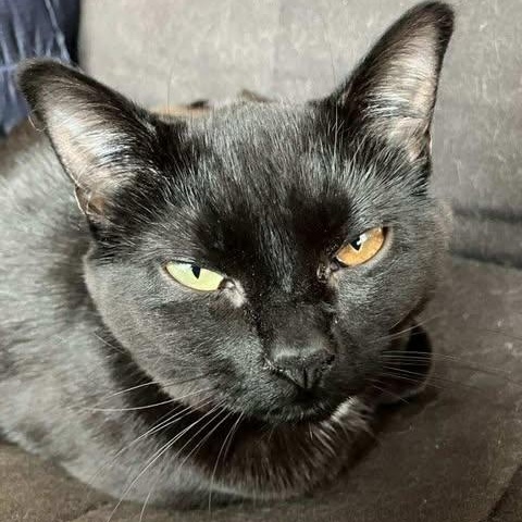 DAISY, an adoptable Domestic Short Hair in Campbell River, BC, V9W 5A7 | Photo Image 4