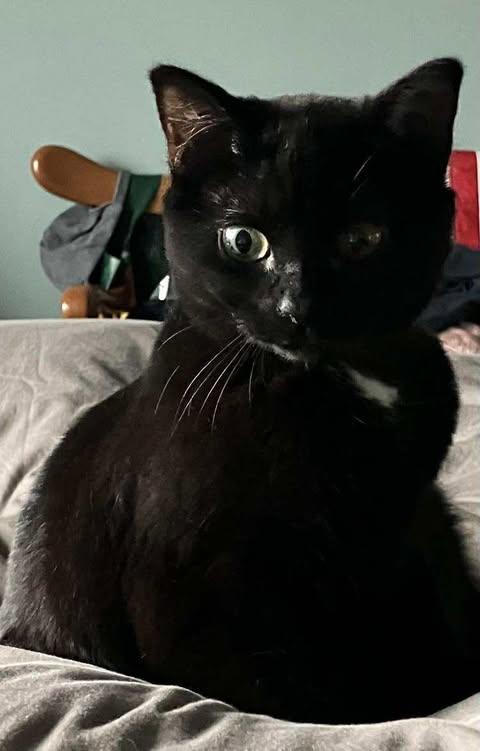 DAISY, an adoptable Domestic Short Hair in Campbell River, BC, V9W 5A7 | Photo Image 5