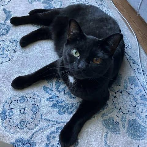 DAISY, an adoptable Domestic Short Hair in Campbell River, BC, V9W 5A7 | Photo Image 6