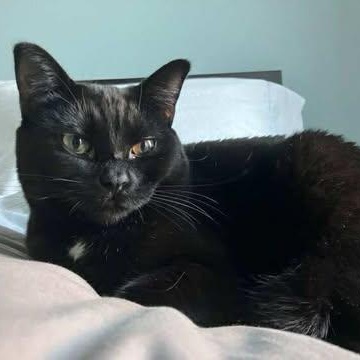 DAISY, an adoptable Domestic Short Hair in Campbell River, BC, V9W 5A7 | Photo Image 2