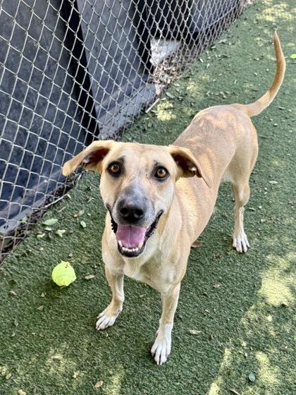 Moana, Adoptable, Adult Female Black Mouth Cur & Mixed Breed.