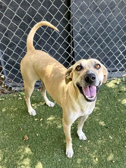 Enlarge Moana, a Adoptable mixed breed in Picayune, MS image 2/3