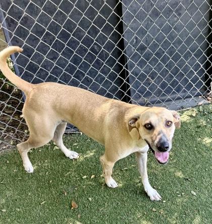 Enlarge Moana, a Adoptable mixed breed in Picayune, MS image 3/3