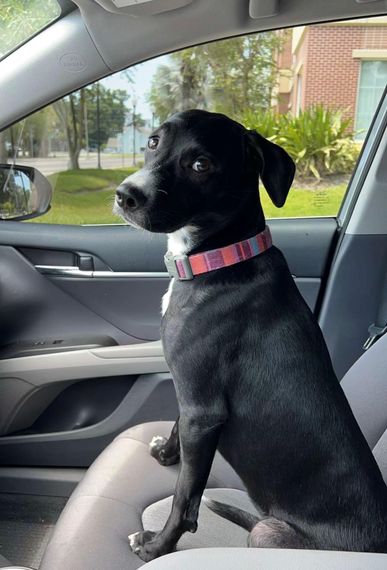 Enlarge Cookie, an adopted mixed breed in tampa, FL image 2/4