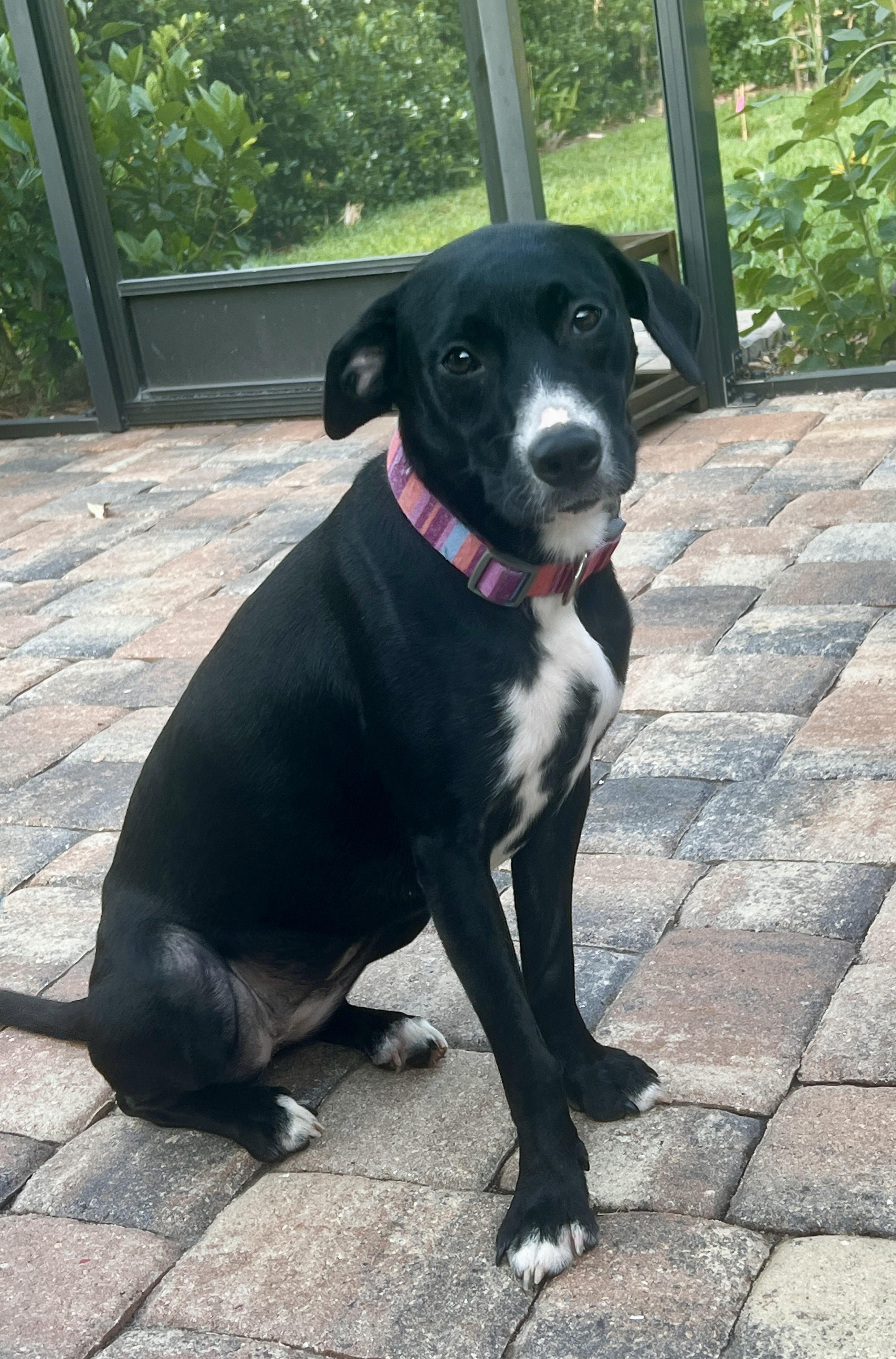 Enlarge Cookie, an adopted mixed breed in tampa, FL image 3/4