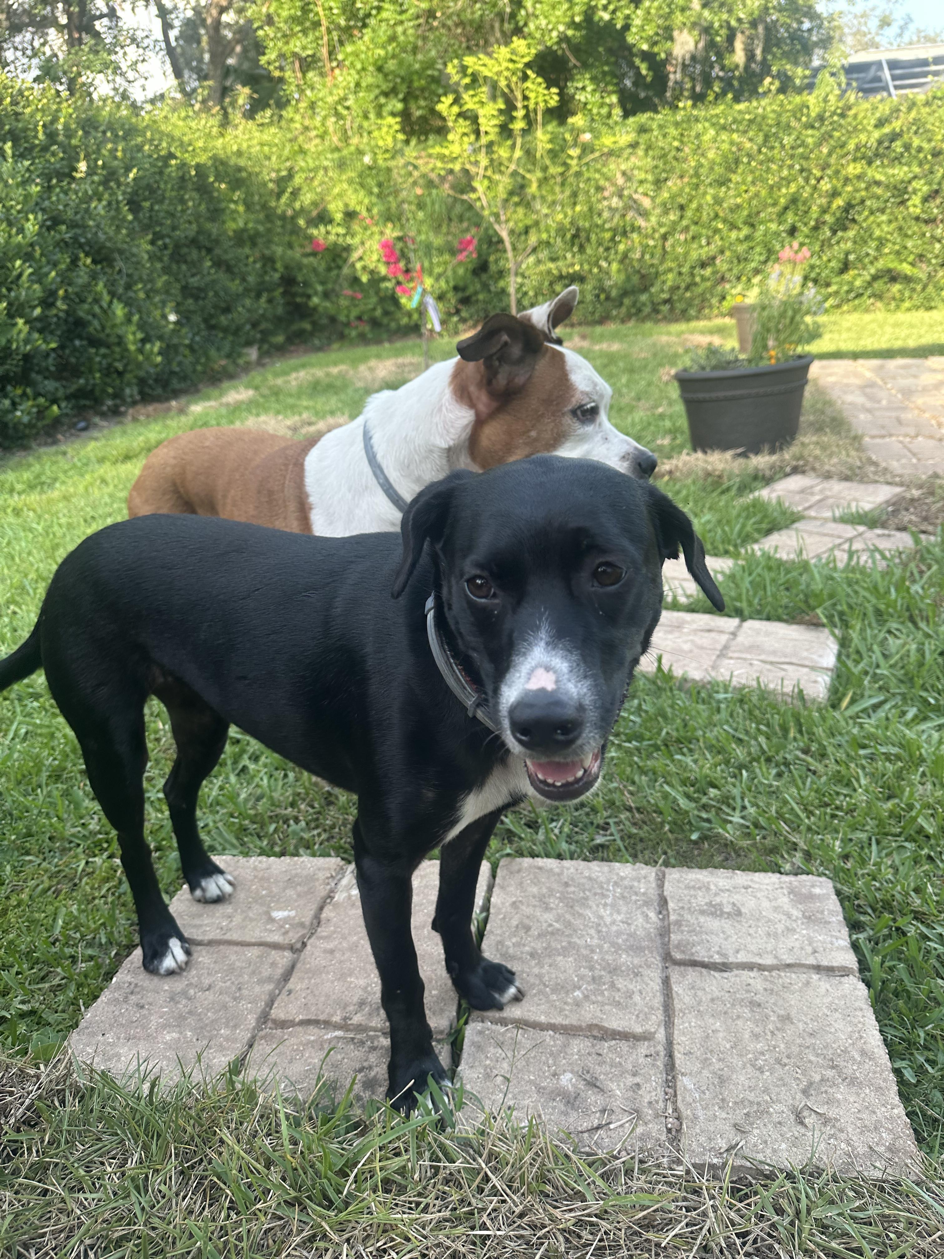 Enlarge Cookie, an adopted mixed breed in tampa, FL image 1/4