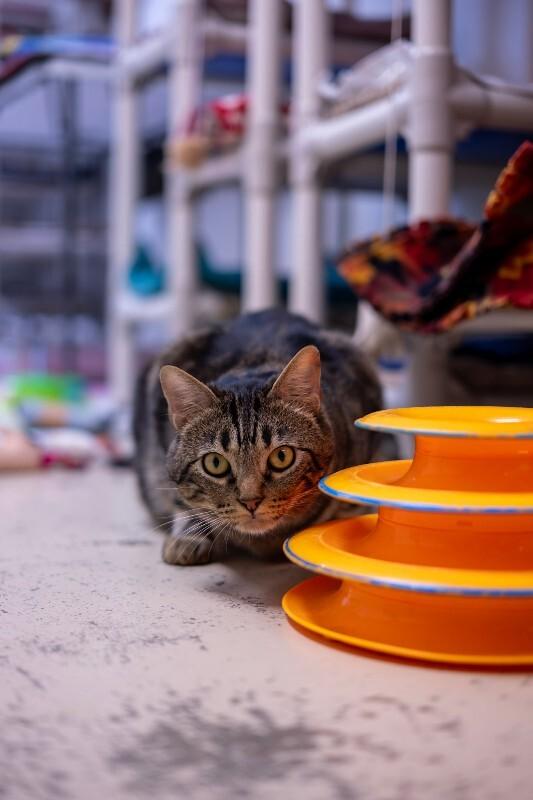 Fabio, Adoptable, Adult Male Domestic Medium Hair.