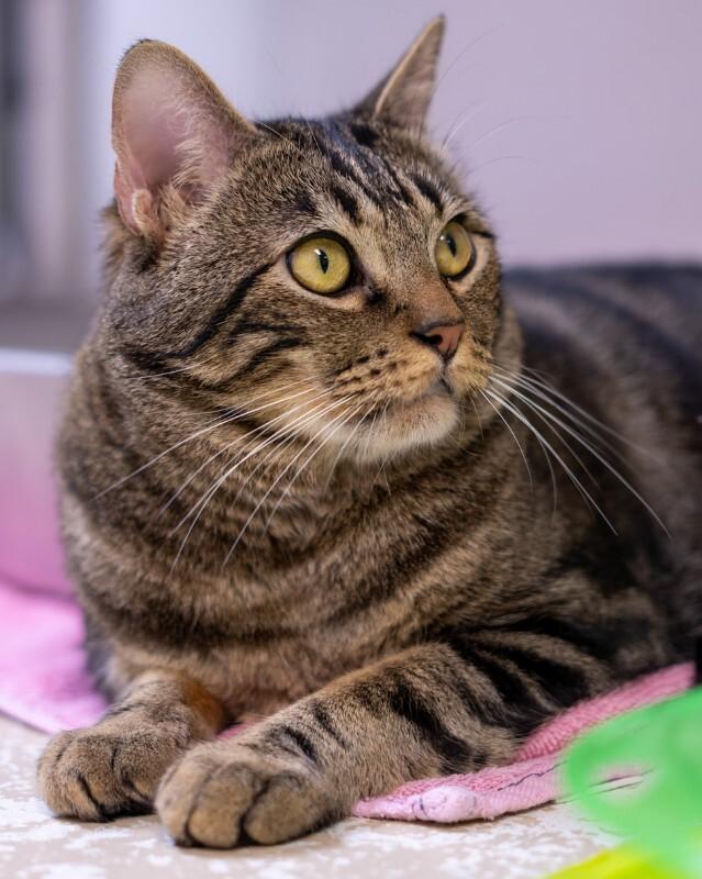 Enlarge Fabio, a Adoptable Domestic Medium Hair in Arlington, WA image 2/6