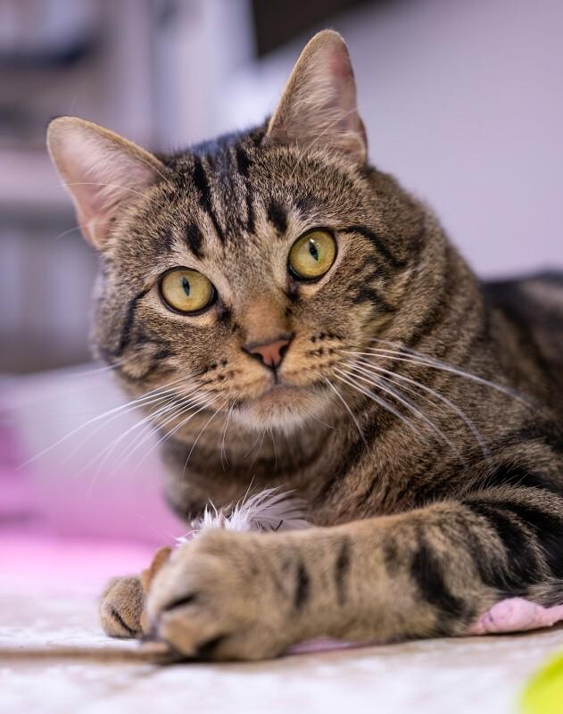 Enlarge Fabio, a Adoptable Domestic Medium Hair in Arlington, WA image 3/6