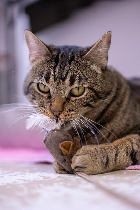 Enlarge Fabio, a Adoptable Domestic Medium Hair in Arlington, WA image 4/6