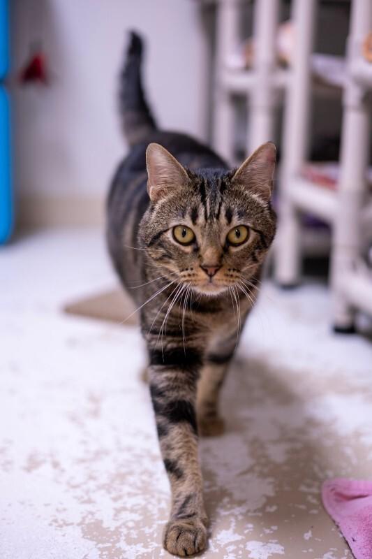 Enlarge Fabio, a Adoptable Domestic Medium Hair in Arlington, WA image 5/6