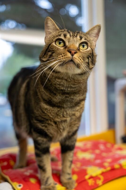 Enlarge Fabio, a Adoptable Domestic Medium Hair in Arlington, WA image 6/6