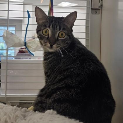 Sylvia, Adoptable, Adult Female Domestic Short Hair & Domestic Short Hair.