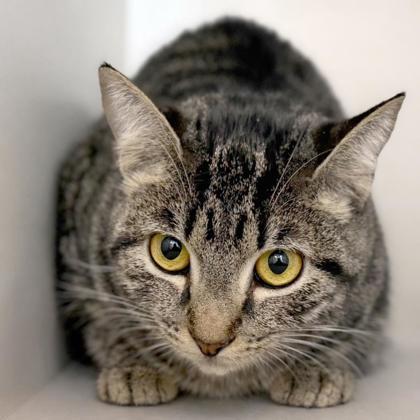 Sylvia, a Adoptable mixed breed in Voorhees, NJ image 1/2