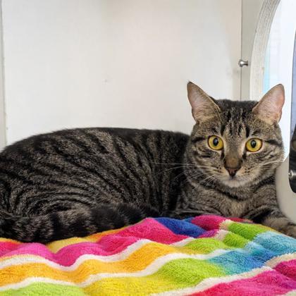 Enlarge Sylvia, a Adoptable mixed breed in Voorhees, NJ image 2/3