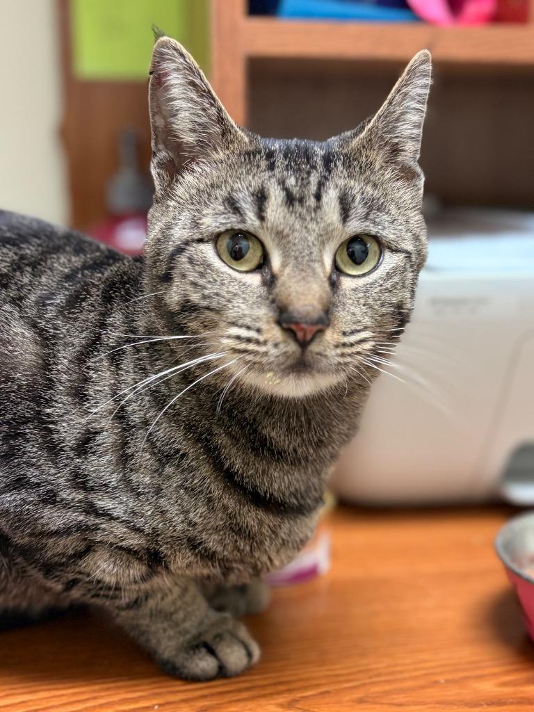 Cheetah, Adoptable, Young Female Domestic Short Hair.