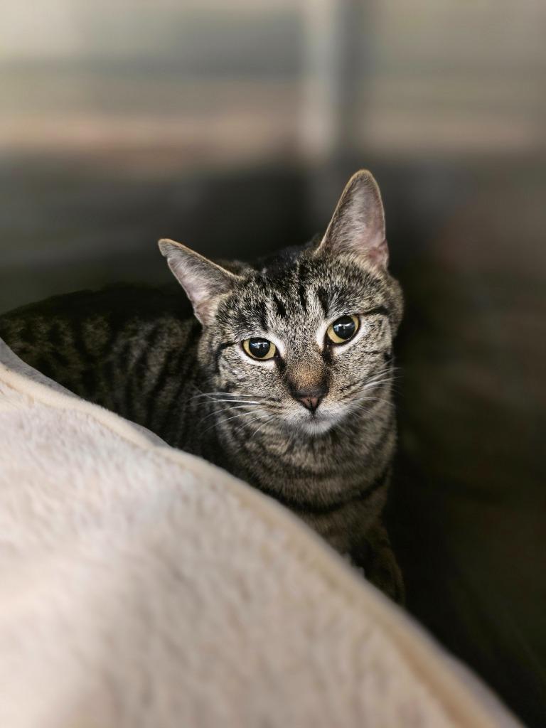 Enlarge Cheetah, a Adoptable mixed breed in Neosho, MO image 2/2