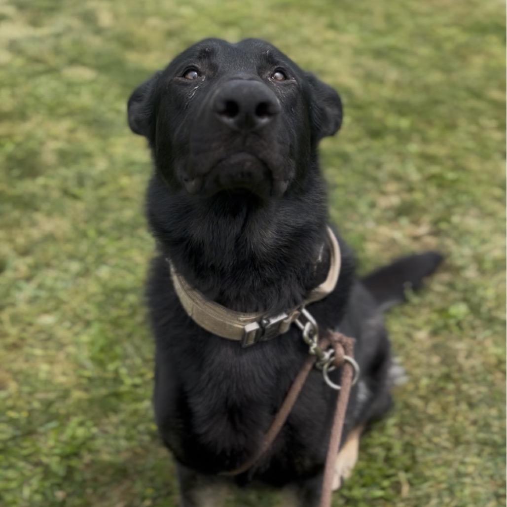 Achilles, Adoptable, Adult Male German Shepherd Dog.