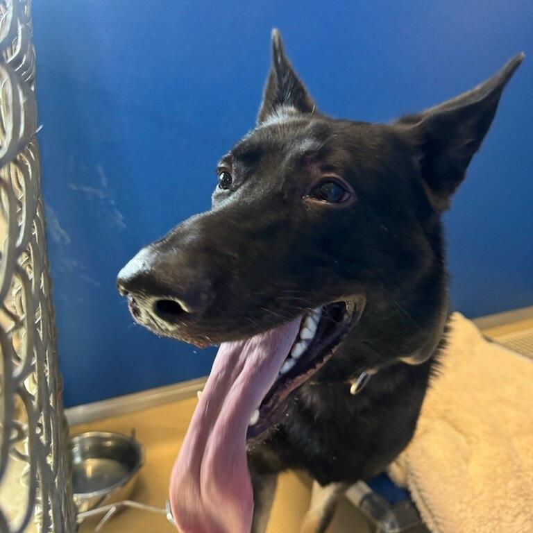Achilles, a Adoptable German Shepherd Dog in Marysville, OH image 2/6