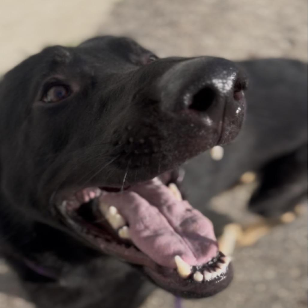 Achilles, a Adoptable German Shepherd Dog in Marysville, OH image 3/6